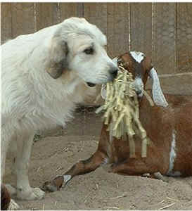 Sharing some dinner.