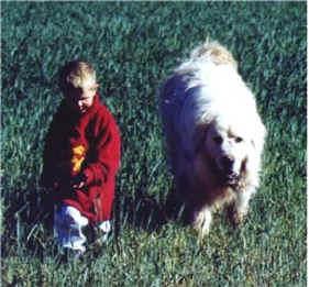 Walking a young charge through the wheat field.