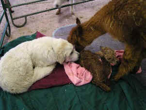 Helping the new mom.